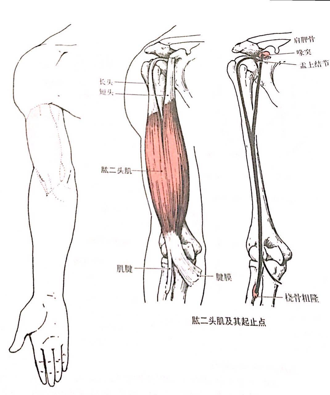 肱二头肌长短头图解图片