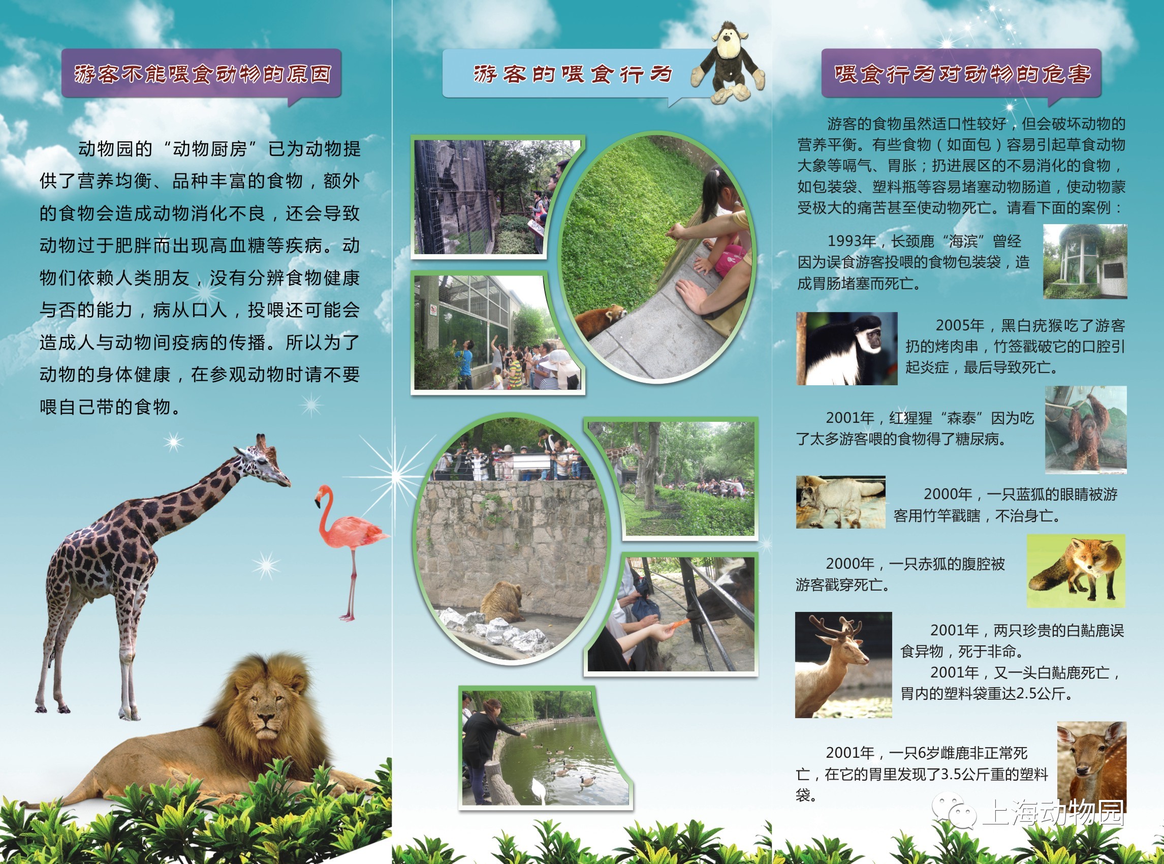 保护大熊猫的宣传语图片