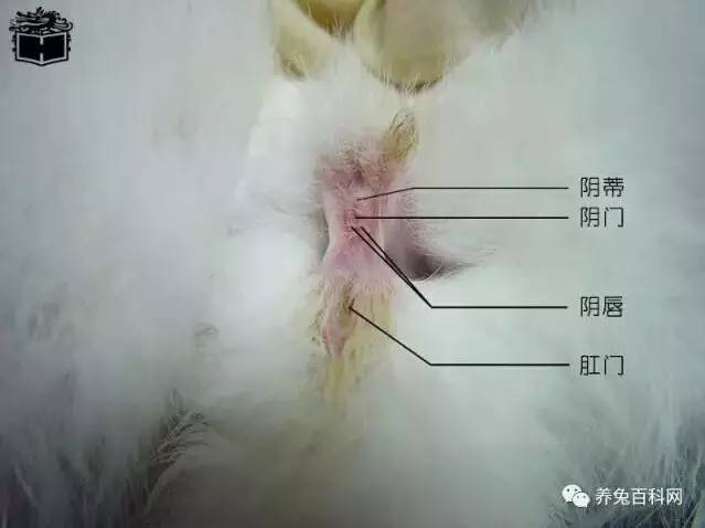兔子的解剖过程图片
