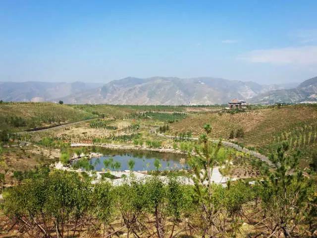 項目建成後,將在首府大青山前坡由東向西形成5萬畝森林公園,萬畝草場