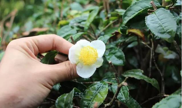 茶花裡透著嬌嫩可愛,茶果也飽滿圓實,茶葉更是愈加清新.