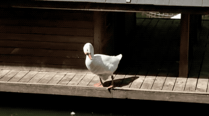 小鸭子走路动态图片
