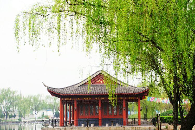 东山文化博艺园——春风扶绿,国色天香