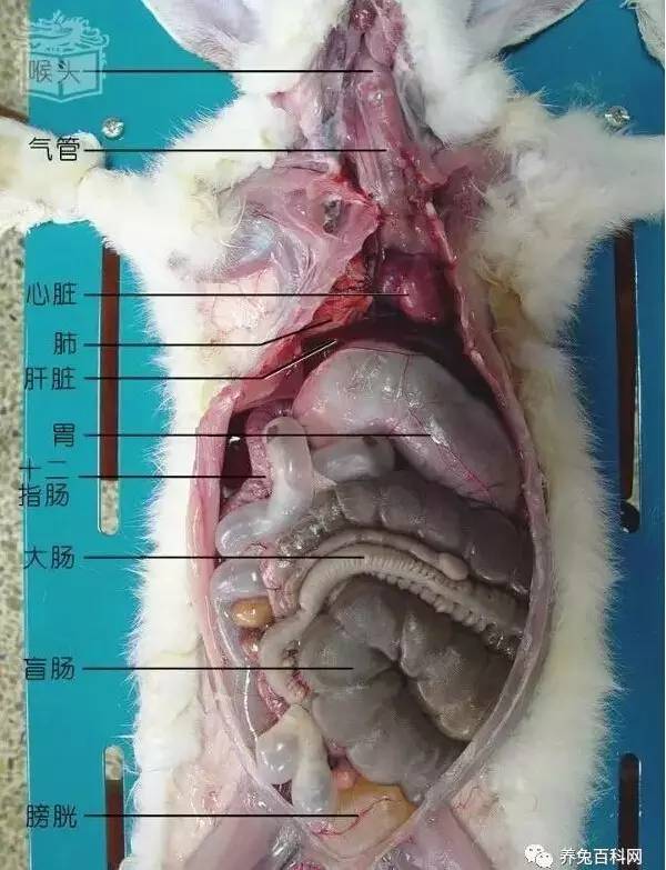 兔子的内部解剖图手绘图片