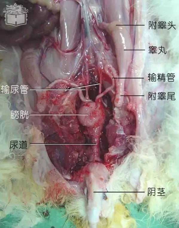 兔子内部器官结构图图片