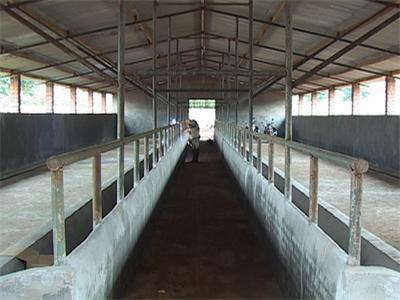 标准繁殖母牛牛舍建设图片