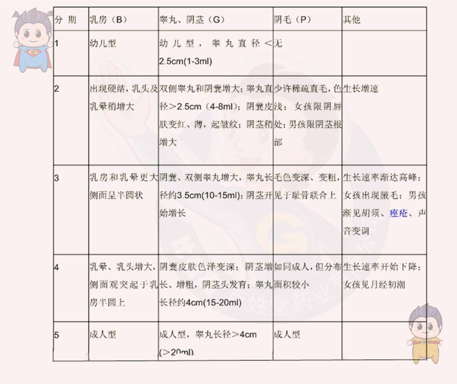 男孩tanner分期标准图图片