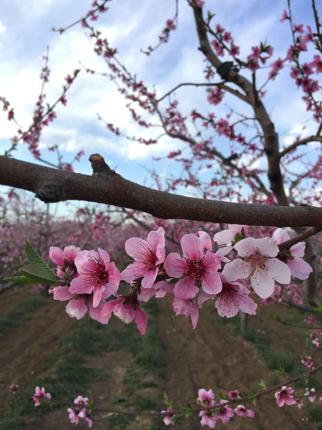 平谷看桃花图片