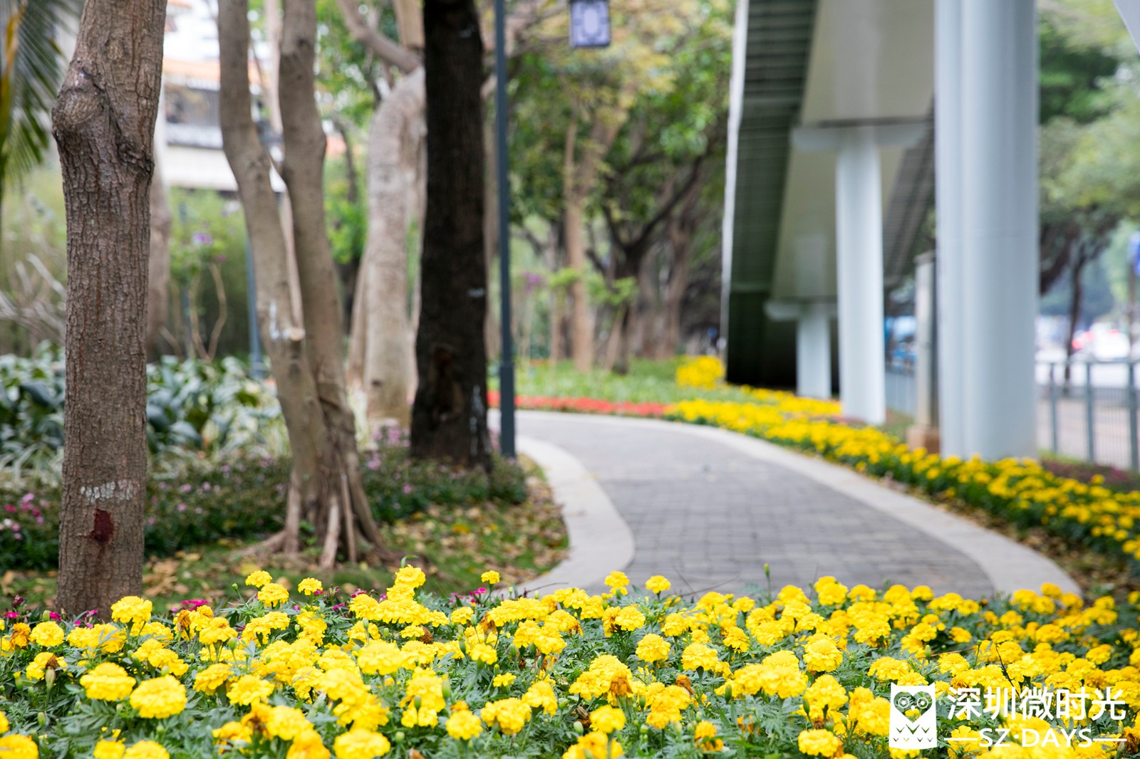 深圳张花花网站(深圳张花花在哪平台)