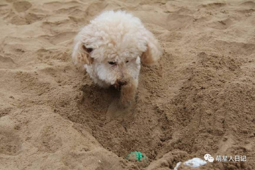 狗狗在沙滩上刨坑意外将自己坑埋原谅我笑点低