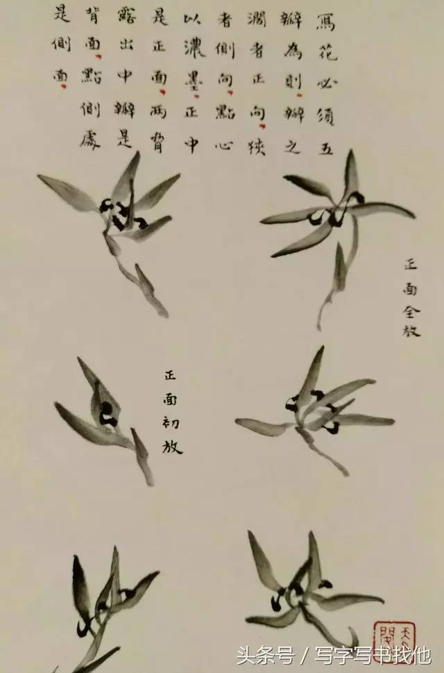 芥子园兰花国画步骤图片