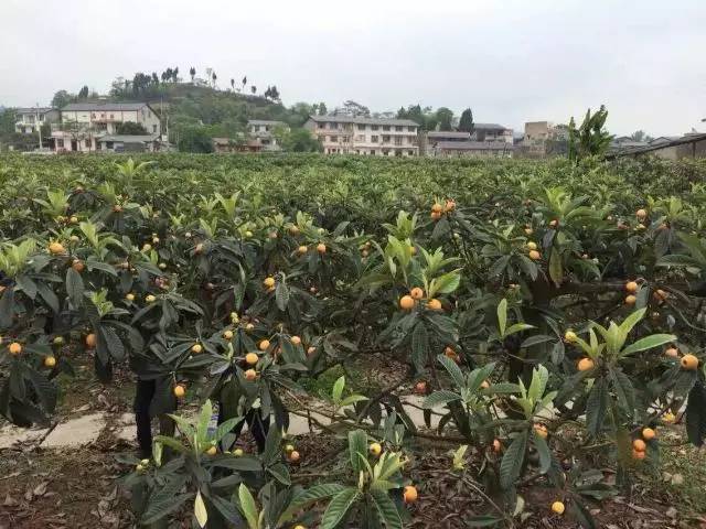 天醉园枇杷山庄