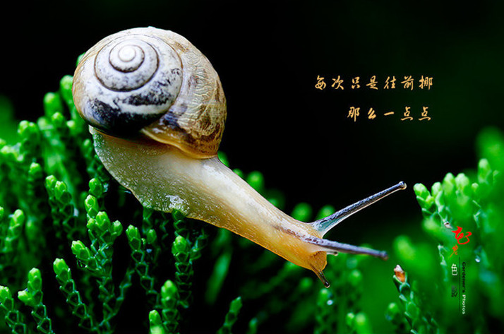 蜗牛往上爬励志图片图片
