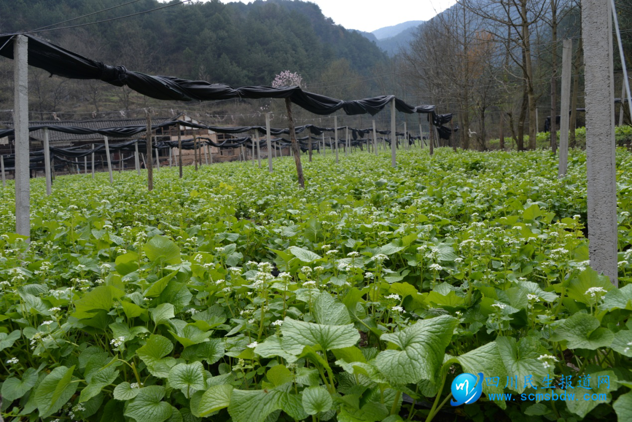 山葵种植前景图片