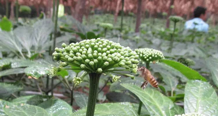 三七花泡水功效強大,你知道嗎?