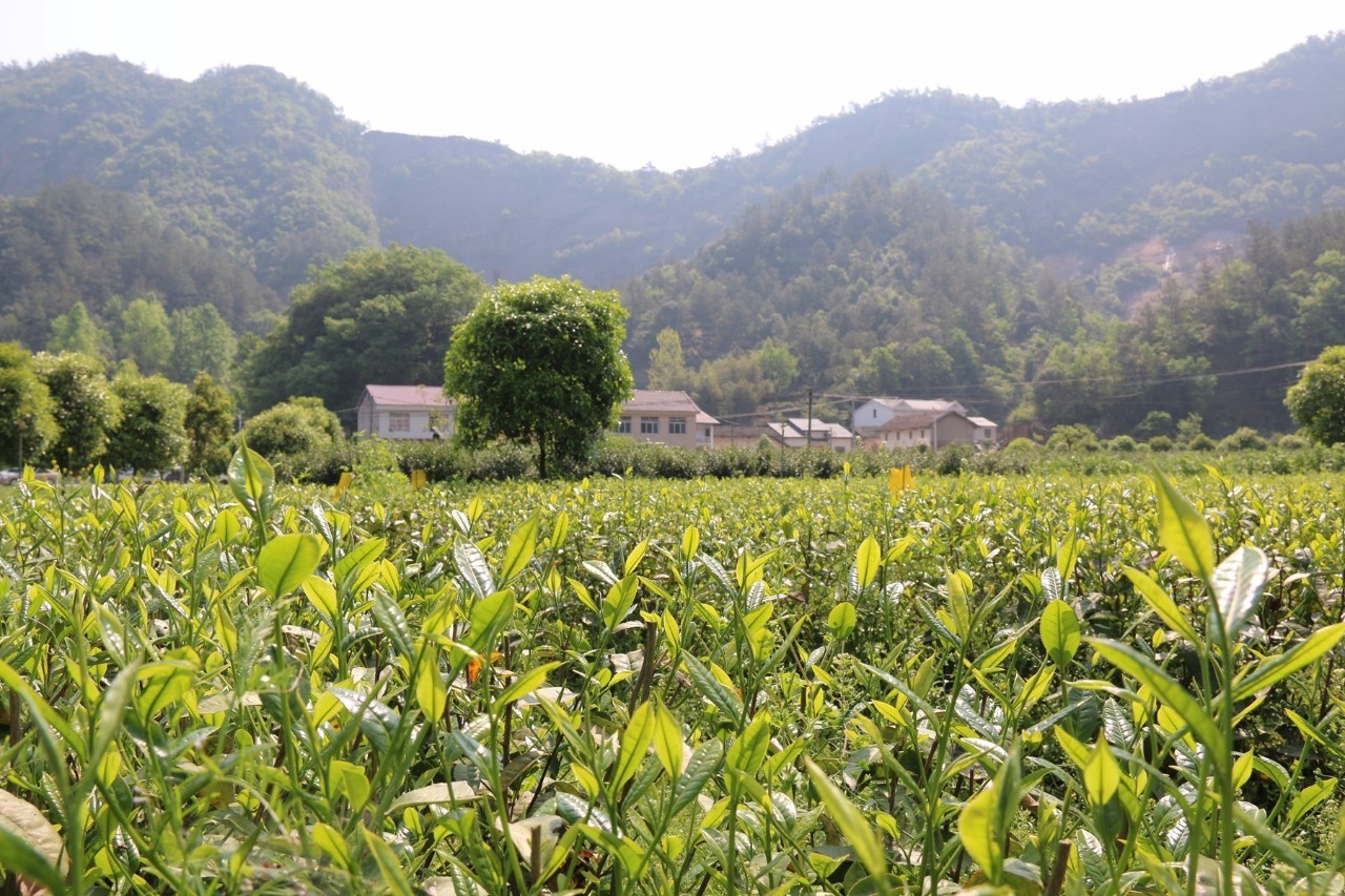 远安黄茶鹿苑村图片