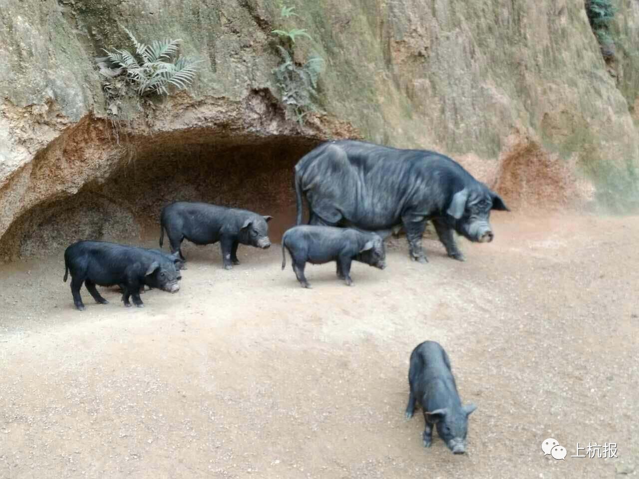 有一种纯正槐猪叫漫山跑上杭这家原始养殖槐猪完全私人定制