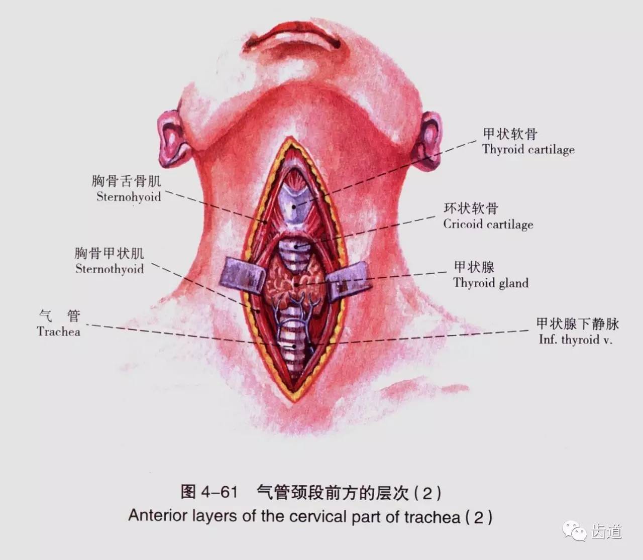 牙医必备口腔解剖精美图片