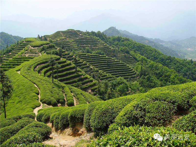 远安黄茶鹿苑村图片