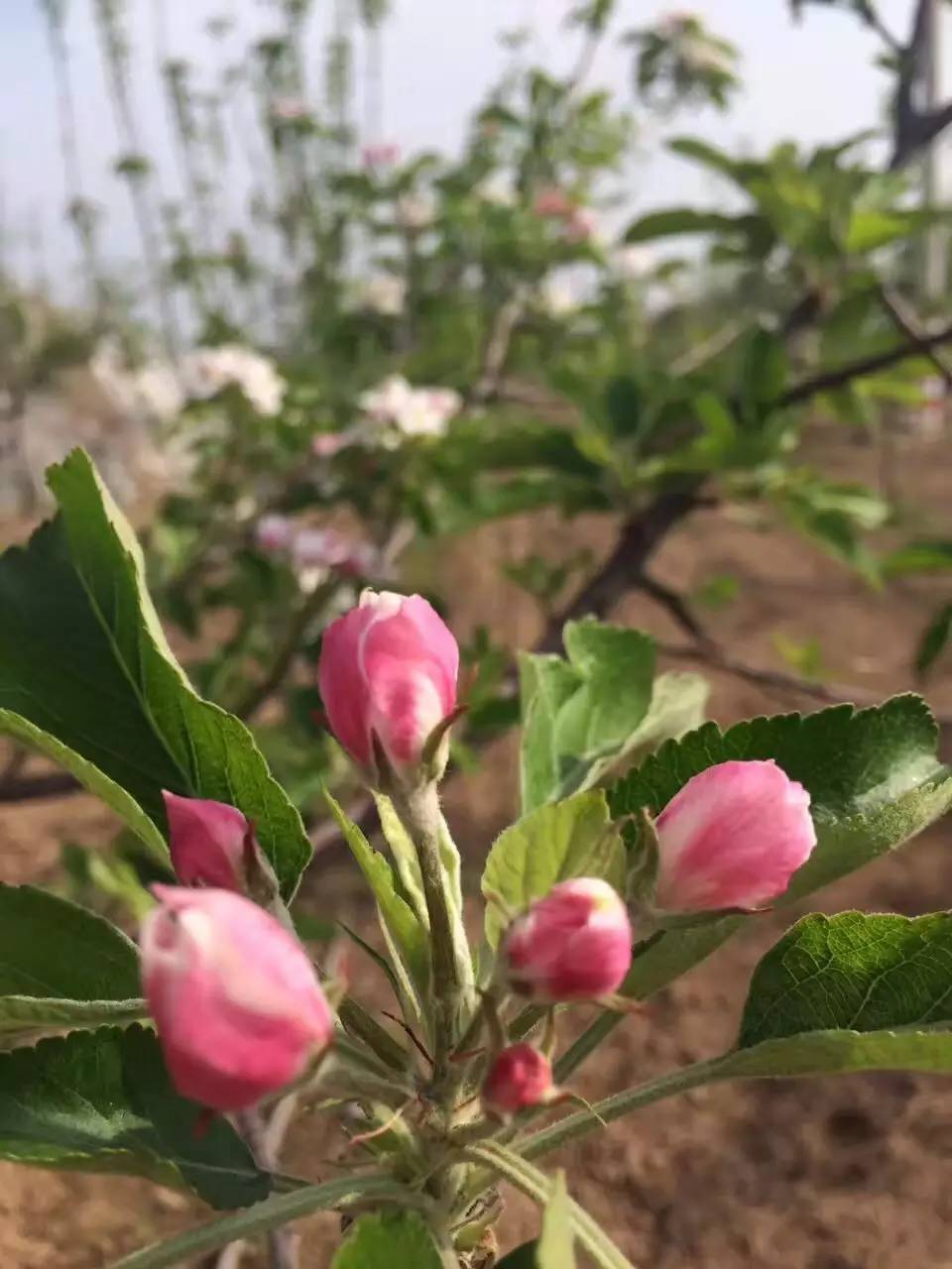 发一组苹果树开花照片,很美!