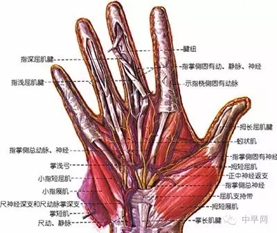 右手大拇指肌腱解剖图图片