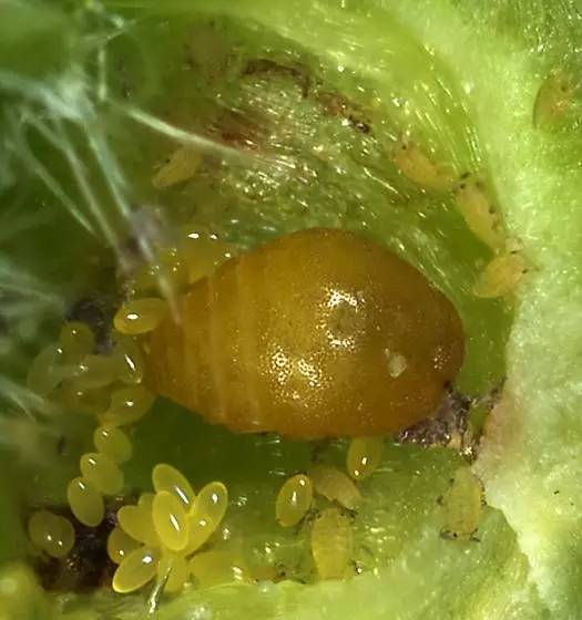 葡萄根瘤蚜虫图片图片