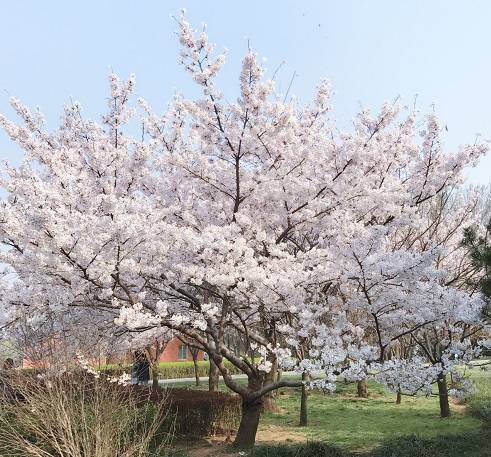 4月7日～5月15日中國海洋大學嶗山校區,種植有單櫻,雙櫻