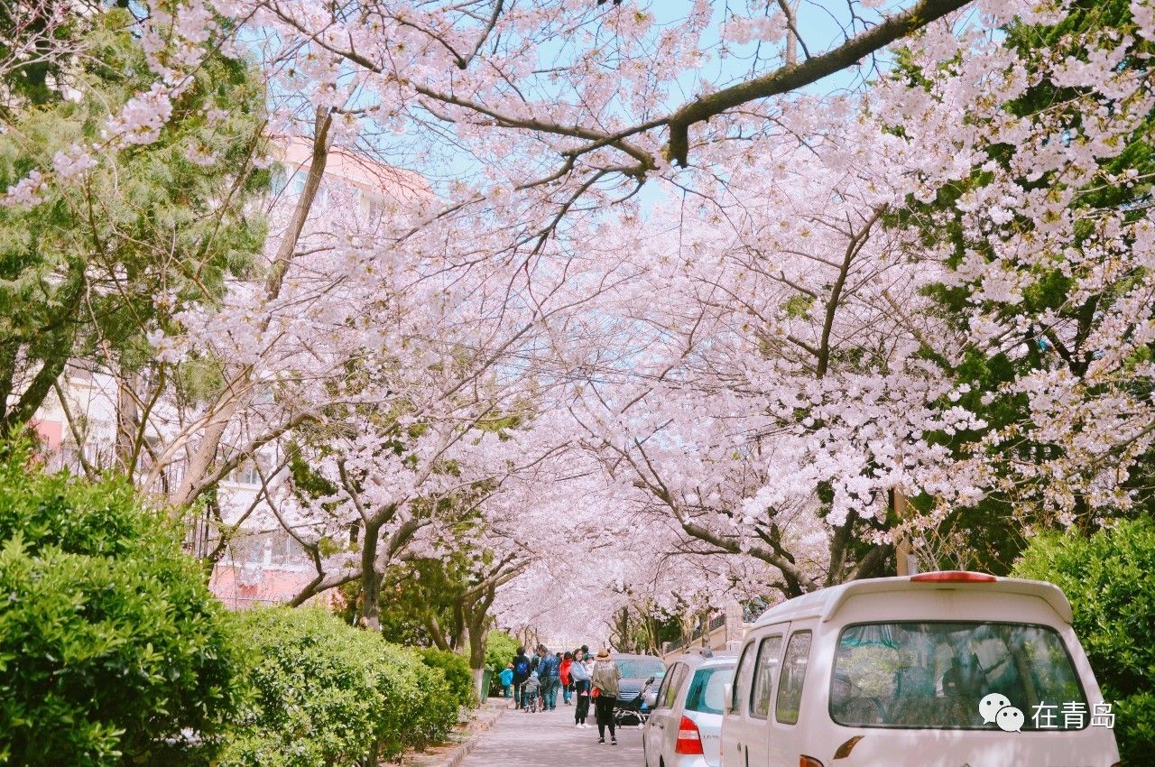 青岛重回20℃模式!一起去最美樱花路走走可好?