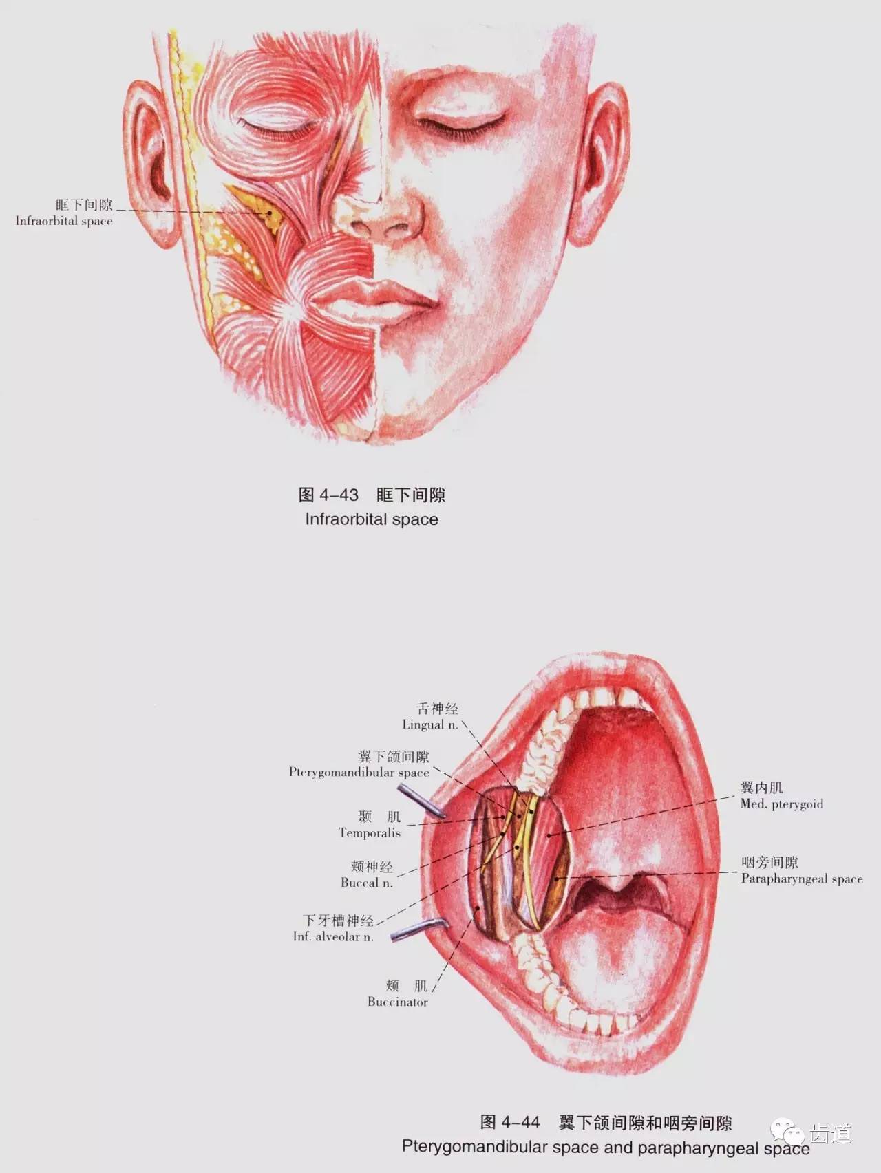 嘴巴内部图图片
