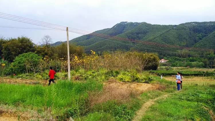 【发现翁源】美丽的梯田风光,翁源这座小山村被誉为"香格里拉"