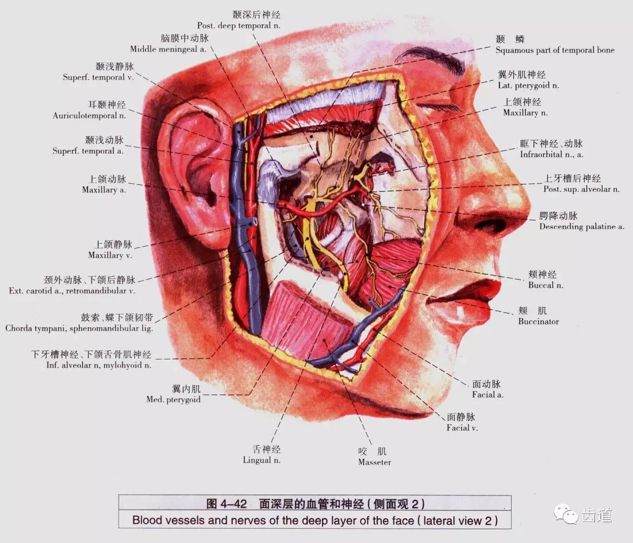 牙医必备:口腔解剖精美图片