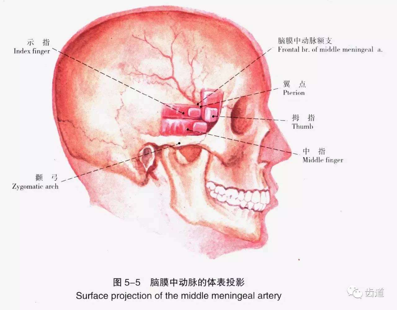 牙醫必備口腔解剖精美圖片