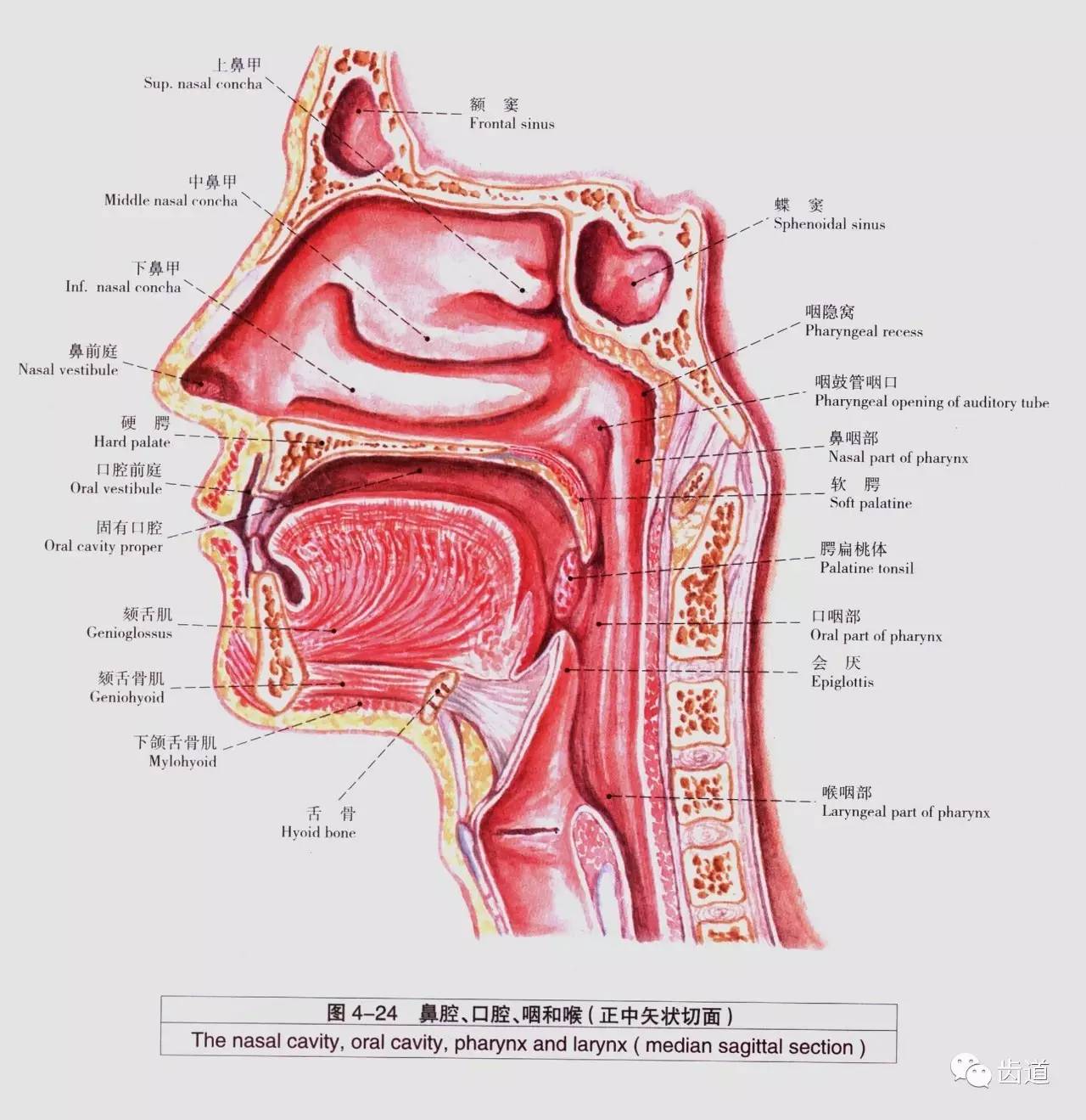 来源:《口腔颌面颈部局部解剖学》黄春梅女士 18225033872(也是微信号