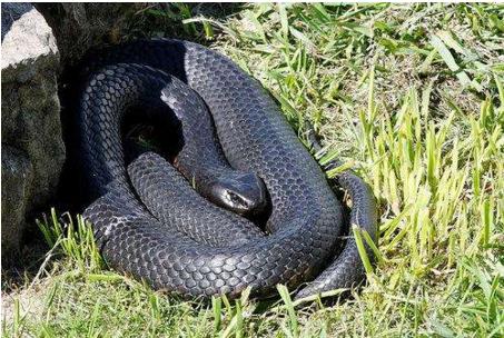 自然传奇致命毒蛇图片