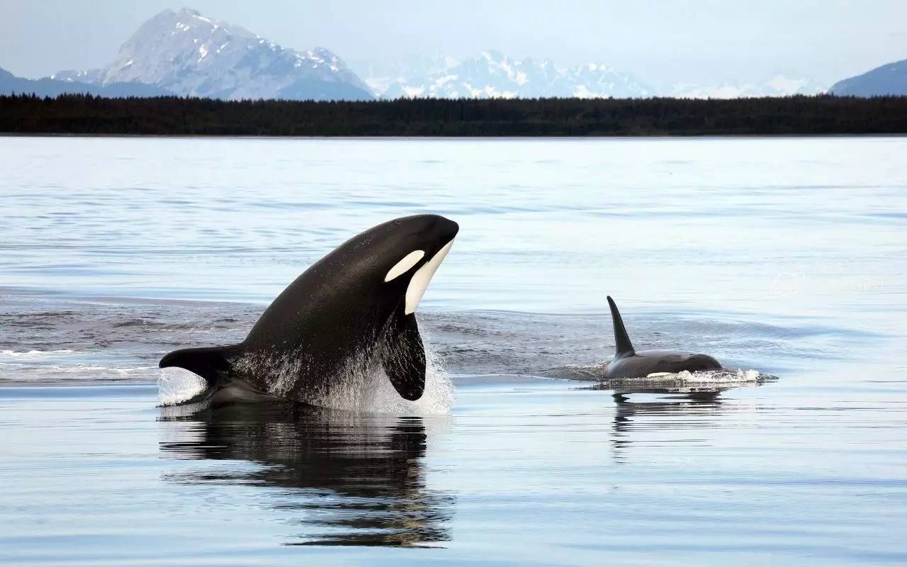 这个杀手不太冷阿拉斯加seward冰川峡湾看野生虎鲸