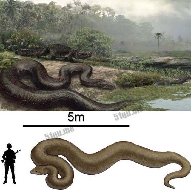 世界第一巨蛇十大图片