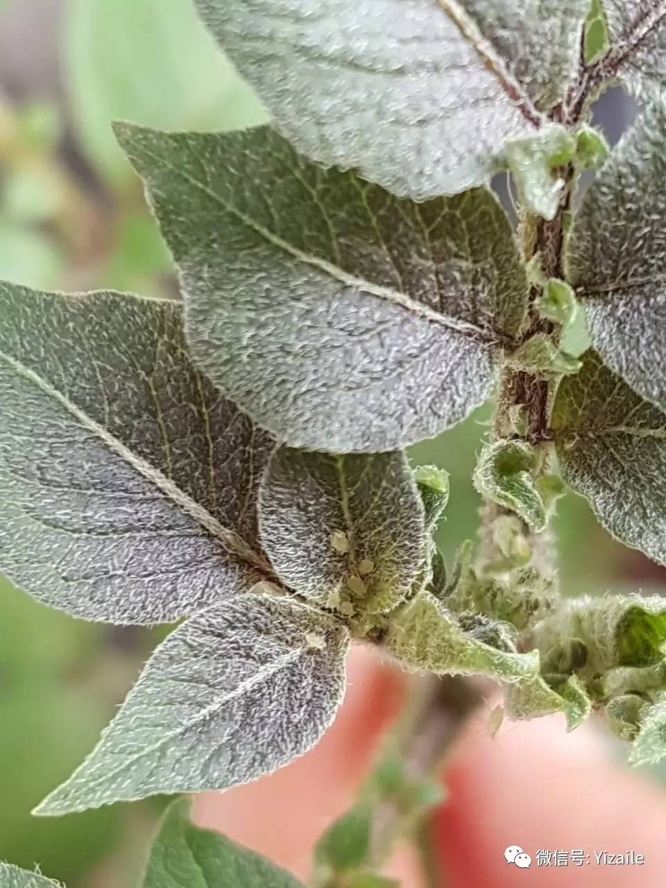 一問一答潛葉蠅蚜蟲防治方法集合大蔥開花盆土長蘑菇