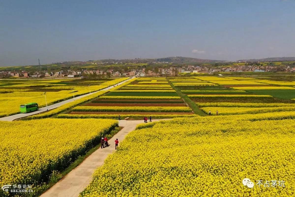 蓝田油菜花观赏地图片