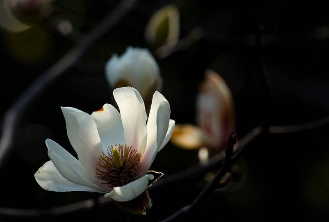 木末芙蓉花山中发红萼