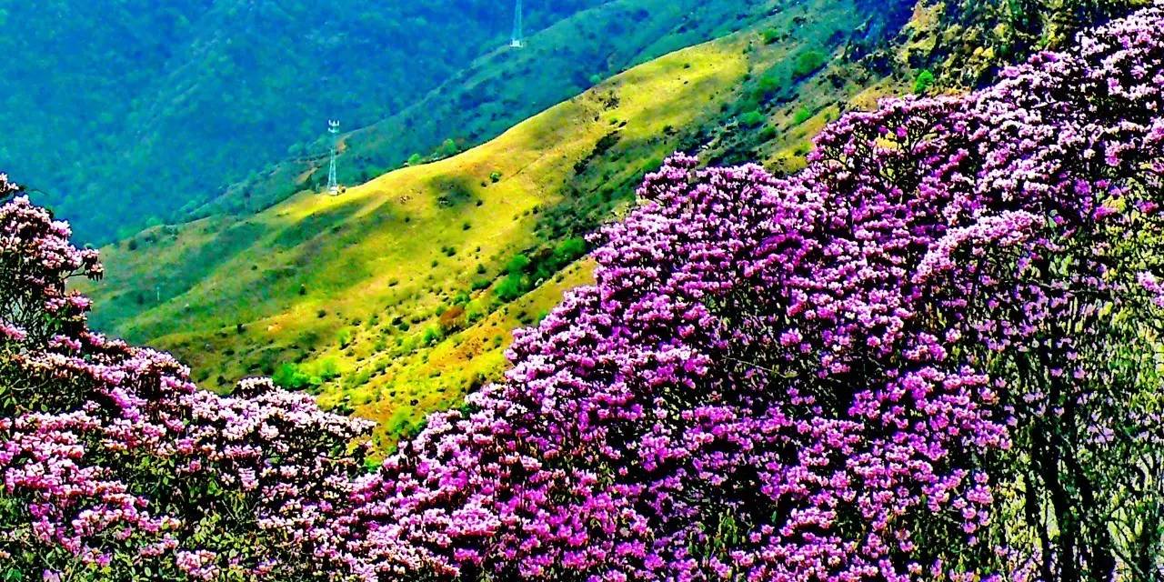 轿子雪山杜鹃花图片图片