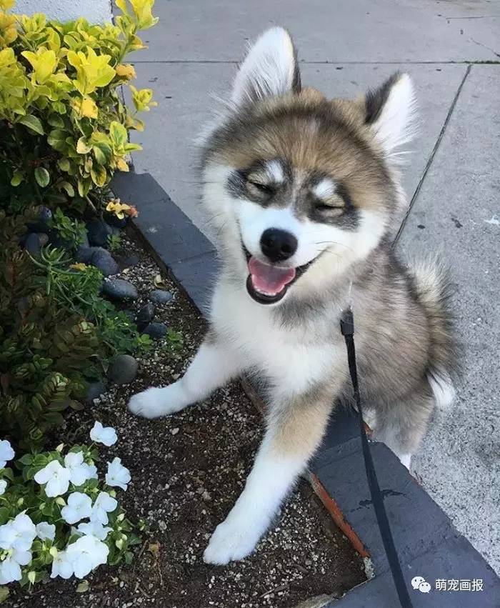 哈士奇和博美犬的混血,兼具兩者的特點