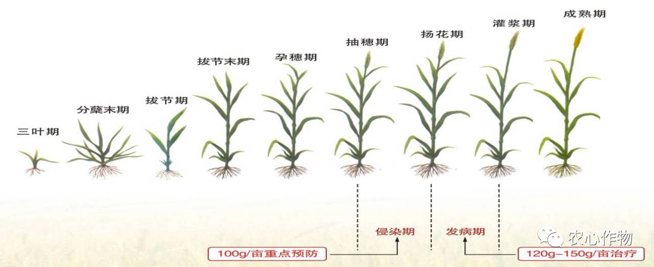 小麦的生长过程记录图片