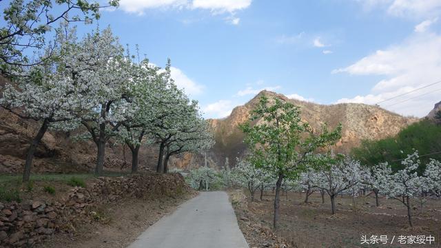 綏中號稱水果之鄉,有大臺山,王鳳台兩大國營農場,各種水果品種全,品質