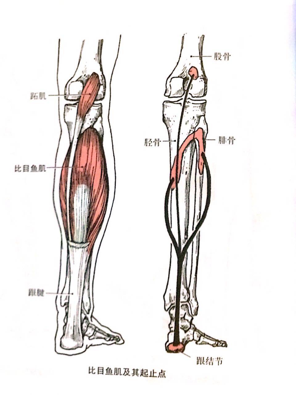 小腿结构解剖图图片