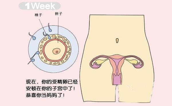 孕期不同饮食不同