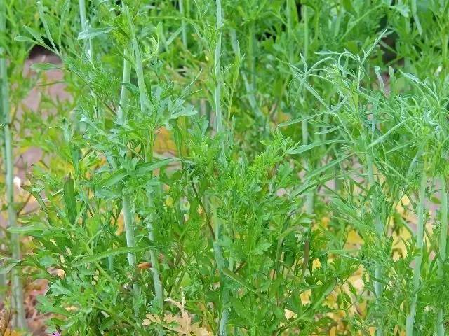 >>叶像芹菜叶,全棵有恶臭,有毒,花的毒性最大