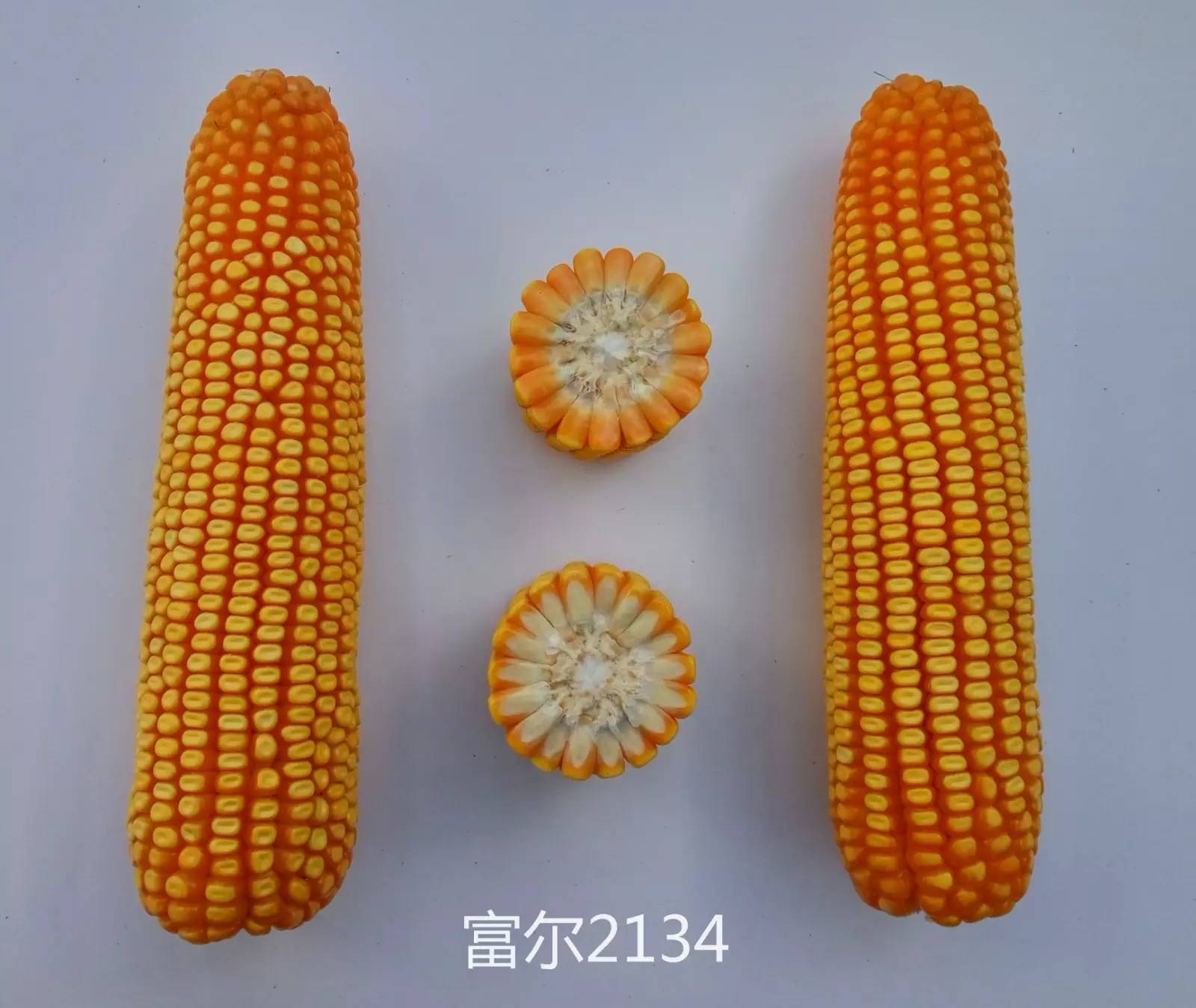 富尔玉米种子大全图片