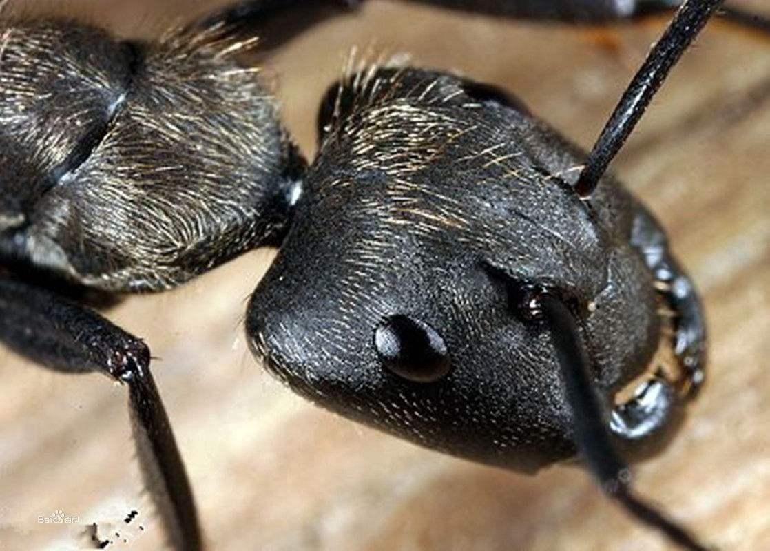 世界上最凶的蚂蚁图片