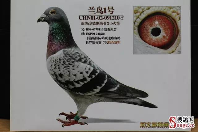 经验鸽王邓文敏对鸽眼的鉴别