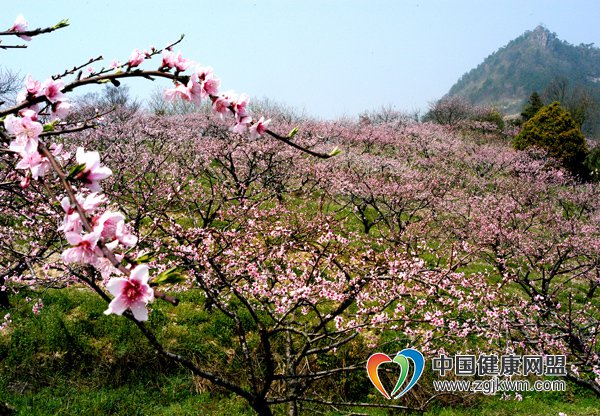 新野县第二届桃花文化节在津湾村拉开帷幕!